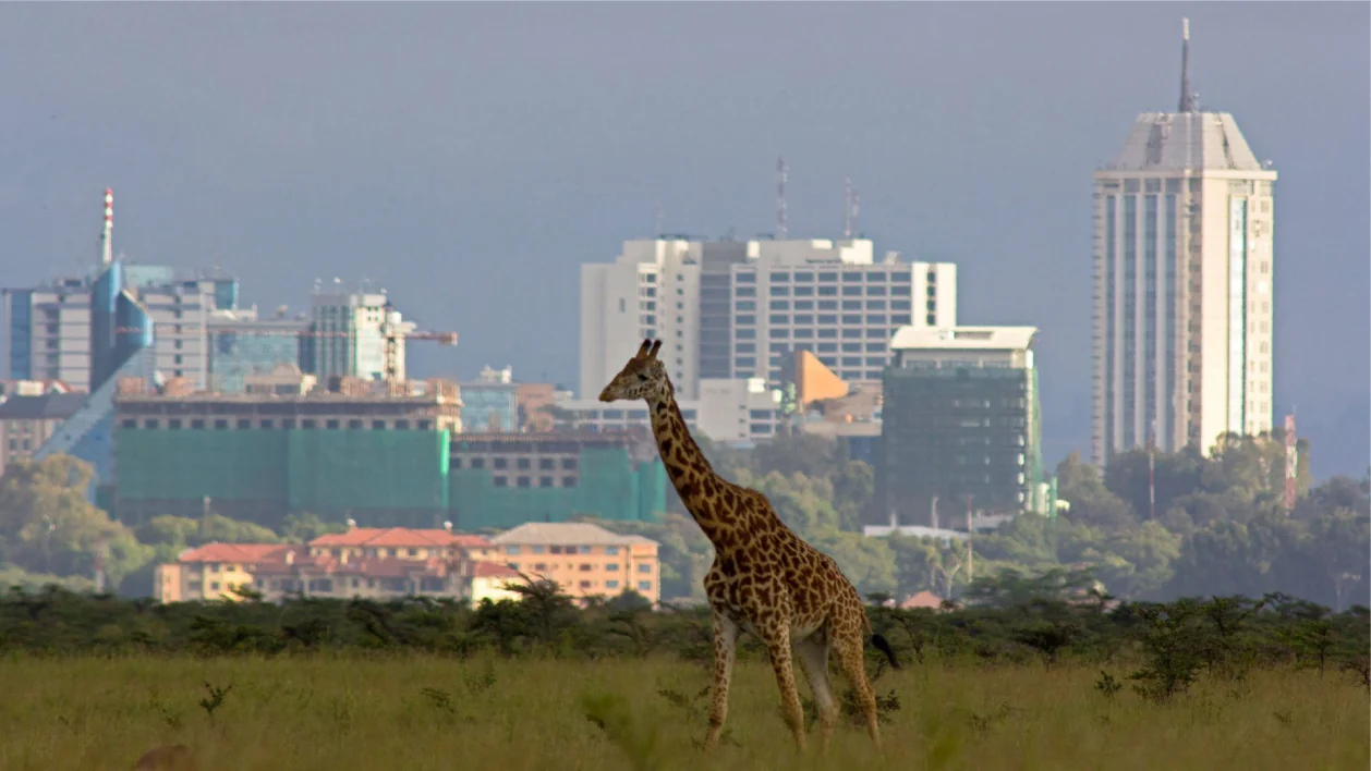 A giraffe with the Nairobi skyline in the distance